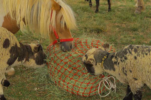 A miniature horse and two spotted sheep eat hay from a netted feeder in the petting zoo at the Pacific Pride Festival.