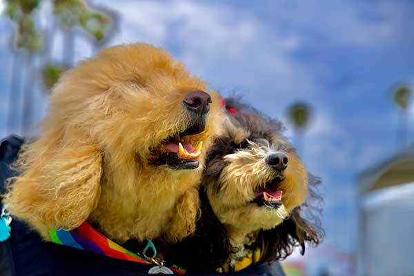 Two fluffy dogs wearing rainbow bandanas enjoy the Pacific Pride Festival, looking into the distance on a sunny day.